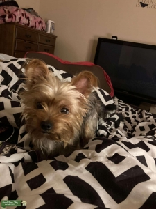 Yorkshire terrier looking to breed Listing Image