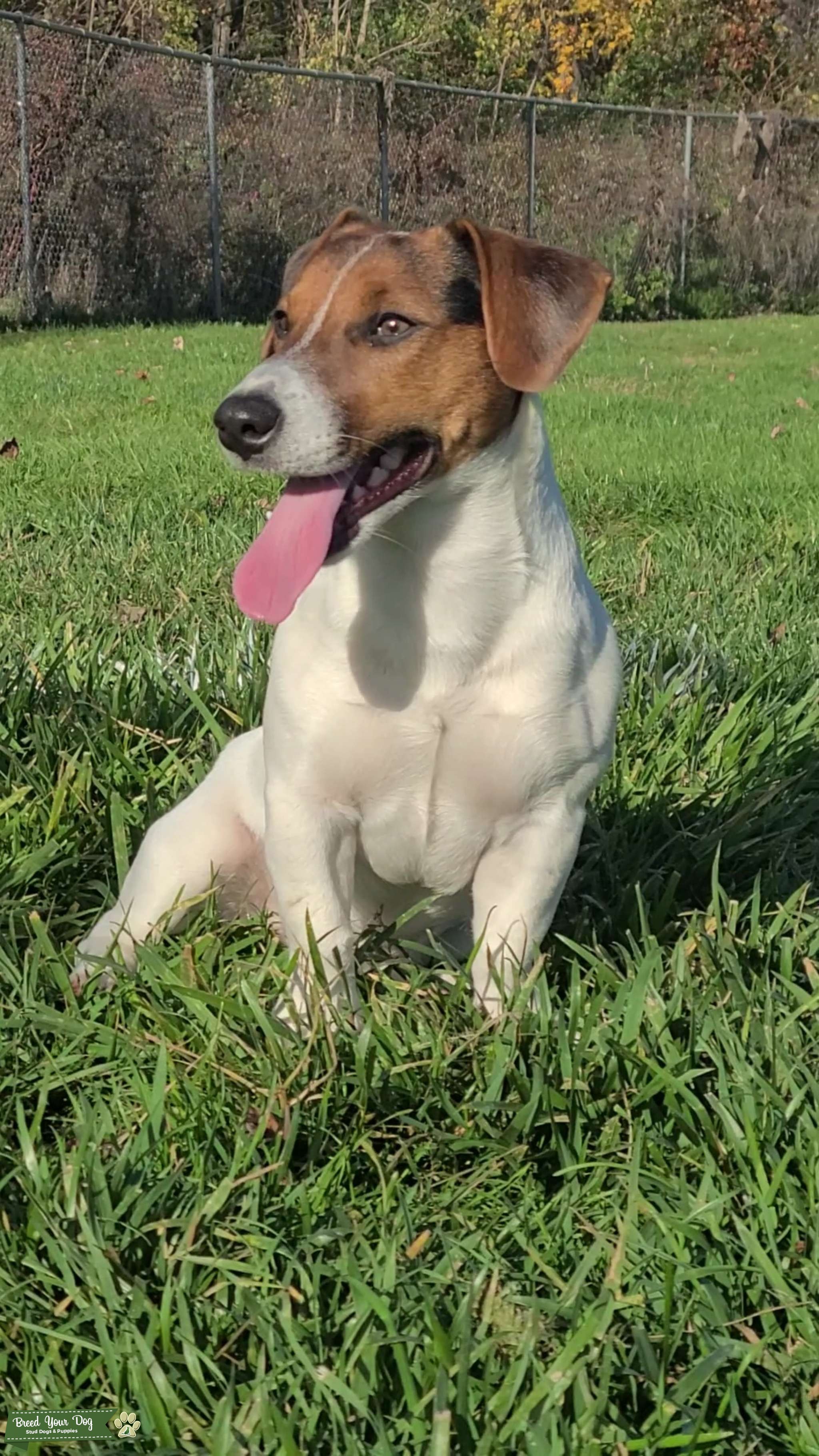 Stud service Stud Dog in CT, United States Breed Your Dog