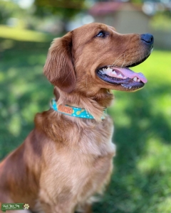 Red Golden Retriever  Listing Image
