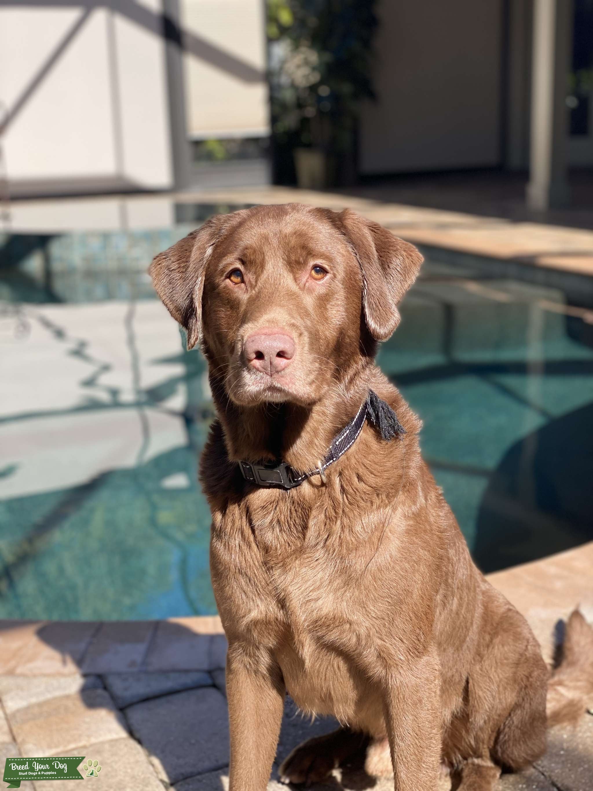 AKC Registered Chocolate Labrador Retriever Stud Dog in Wentzville