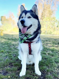 Siberian Husky male looking for a mate! Listing Image