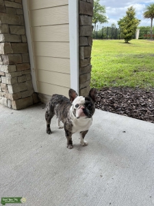 “Raxx Dior” Black Tri Merle Stud Listing Image