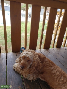 2 years old male  Listing Image