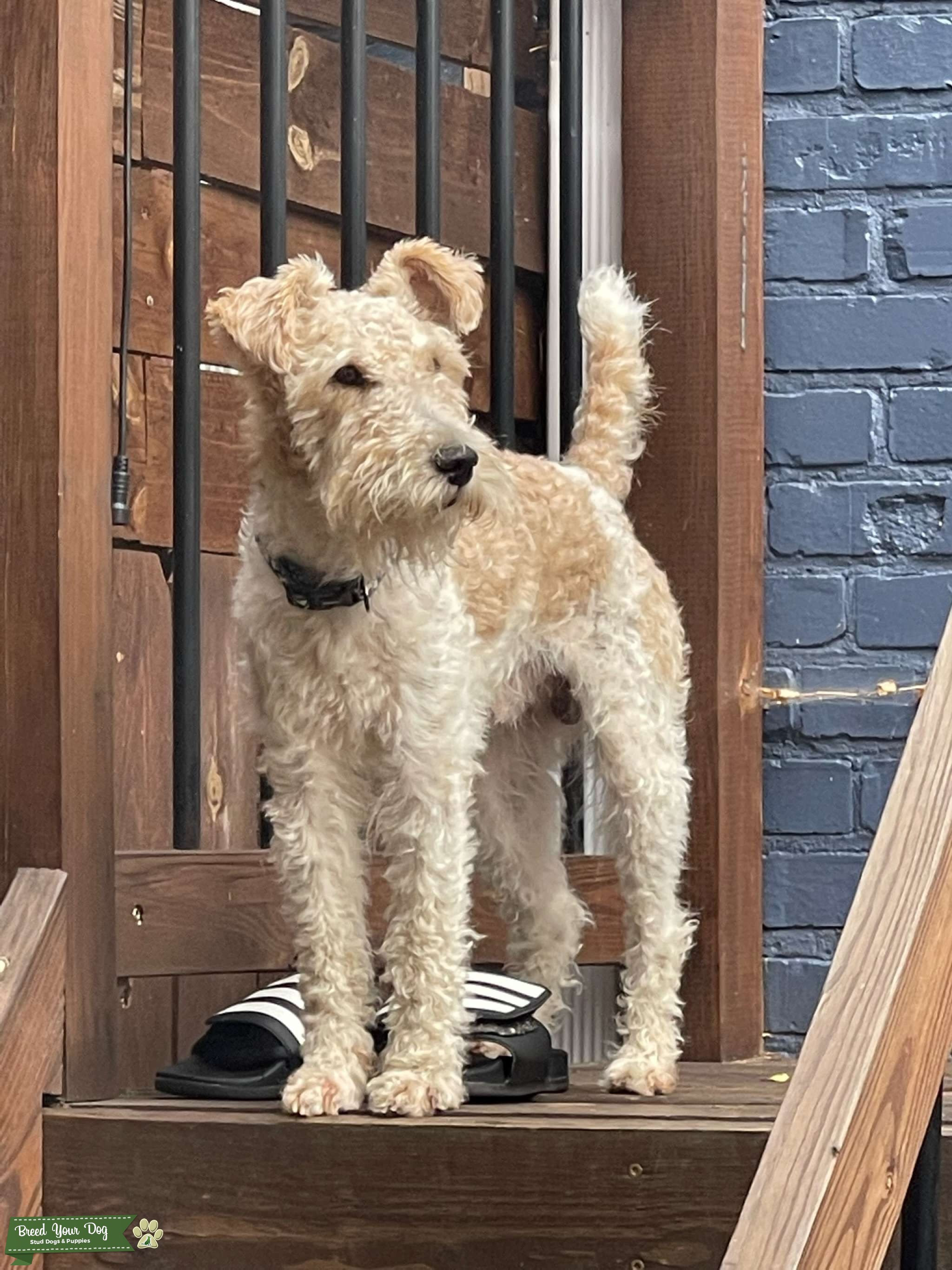 Ginger wire fox terrier Stud Dog in East Coast, United States Breed
