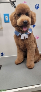 Mini Goldendoodle Stud AK Certified Listing Image
