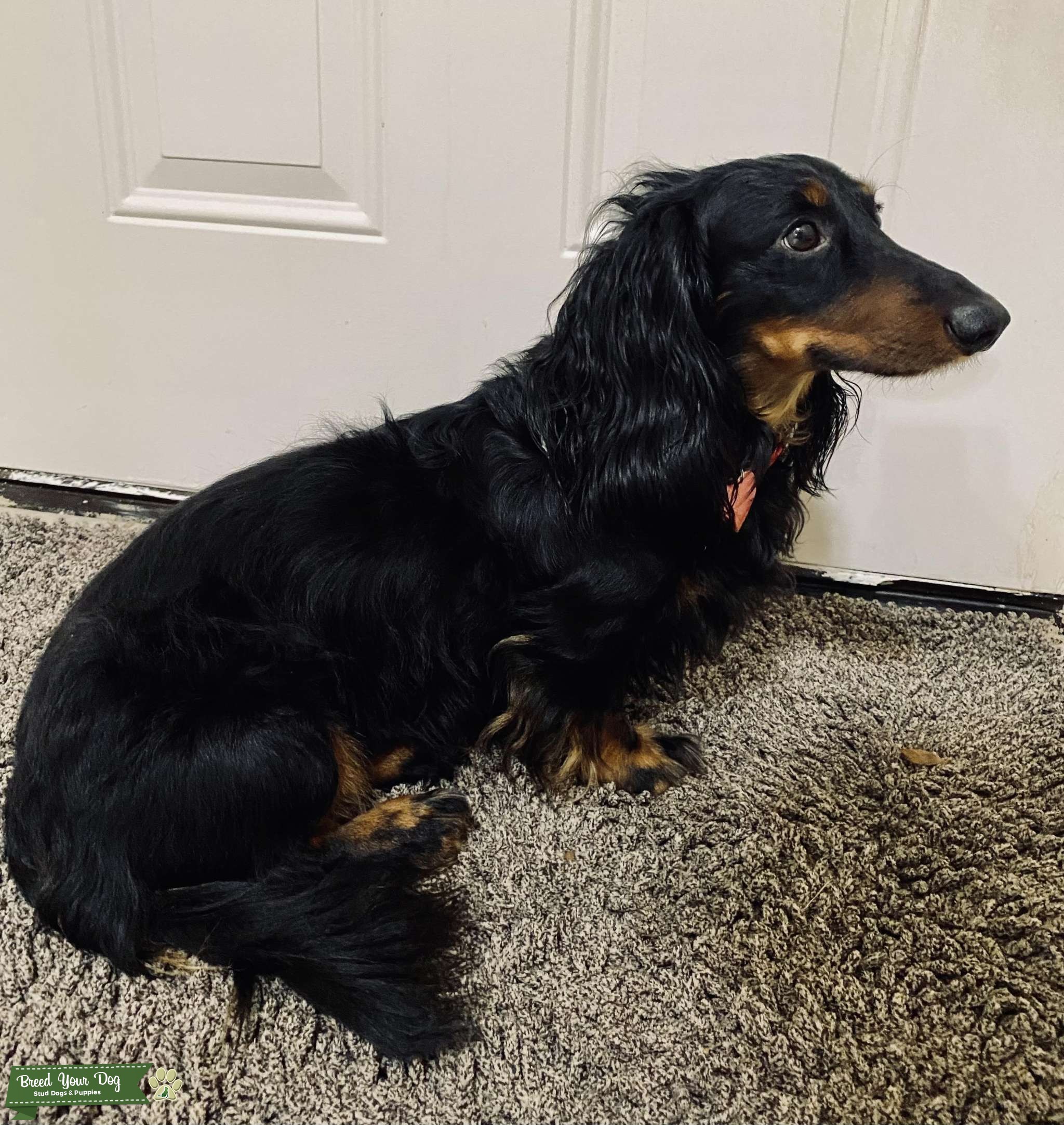 Purebred Dachshund STUD (super calm & sweet) Stud Dog in Arkansas