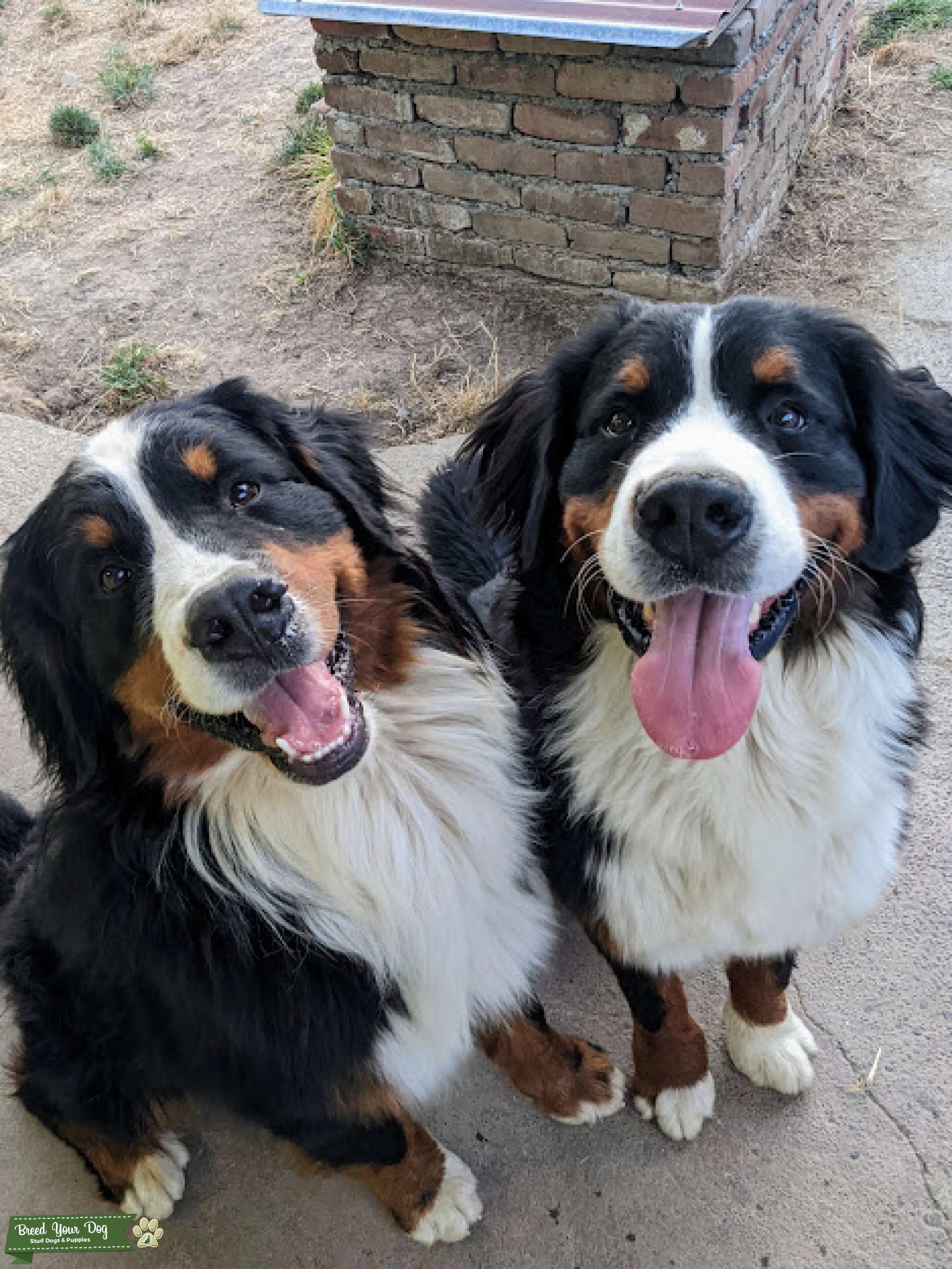 STUD SERVICE German import stud from well established European lines