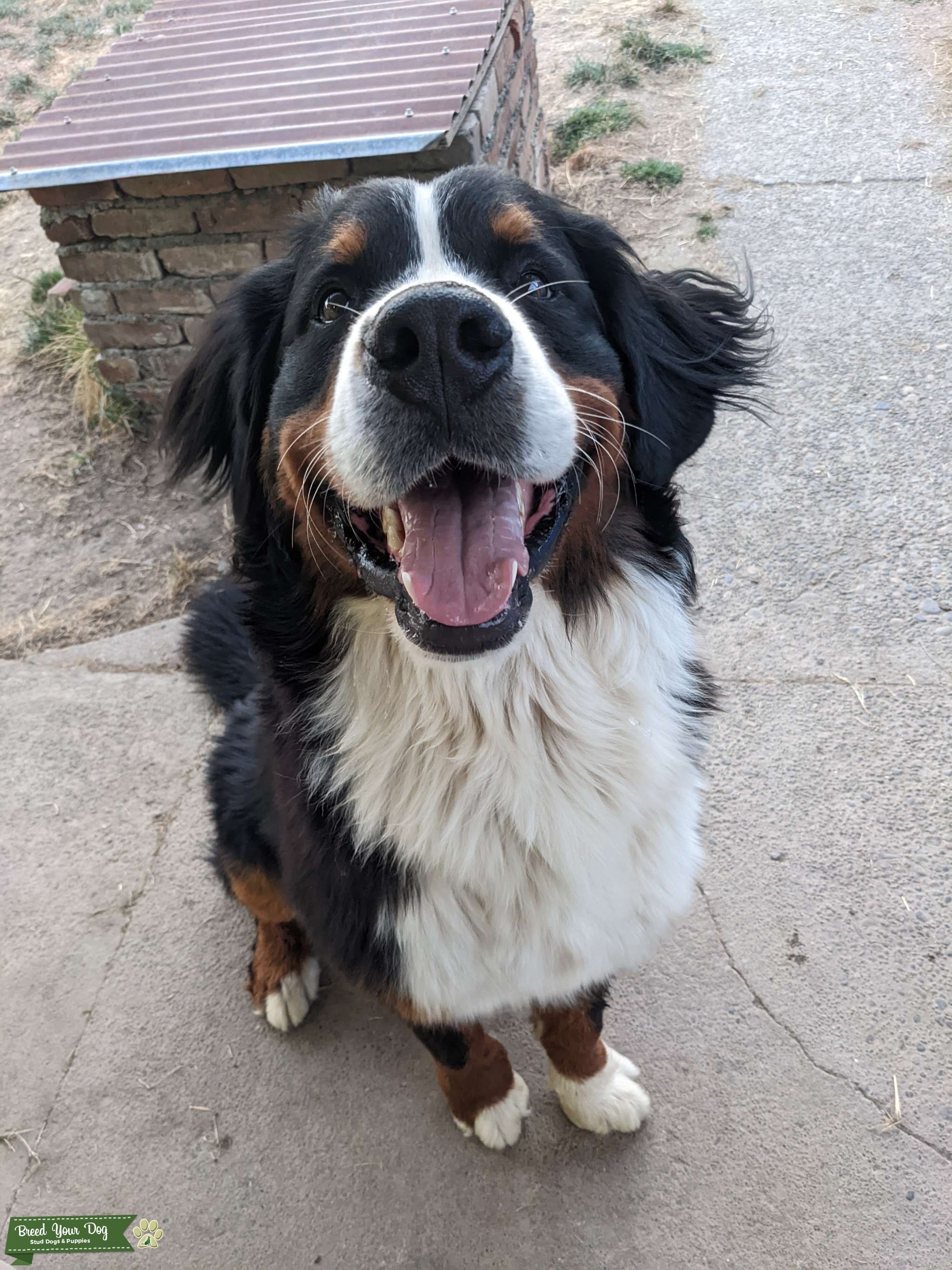 STUD SERVICE German import stud from well established European lines