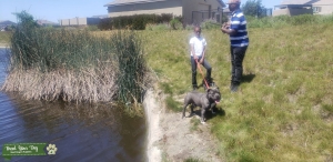 American Bully Stud Listing Image