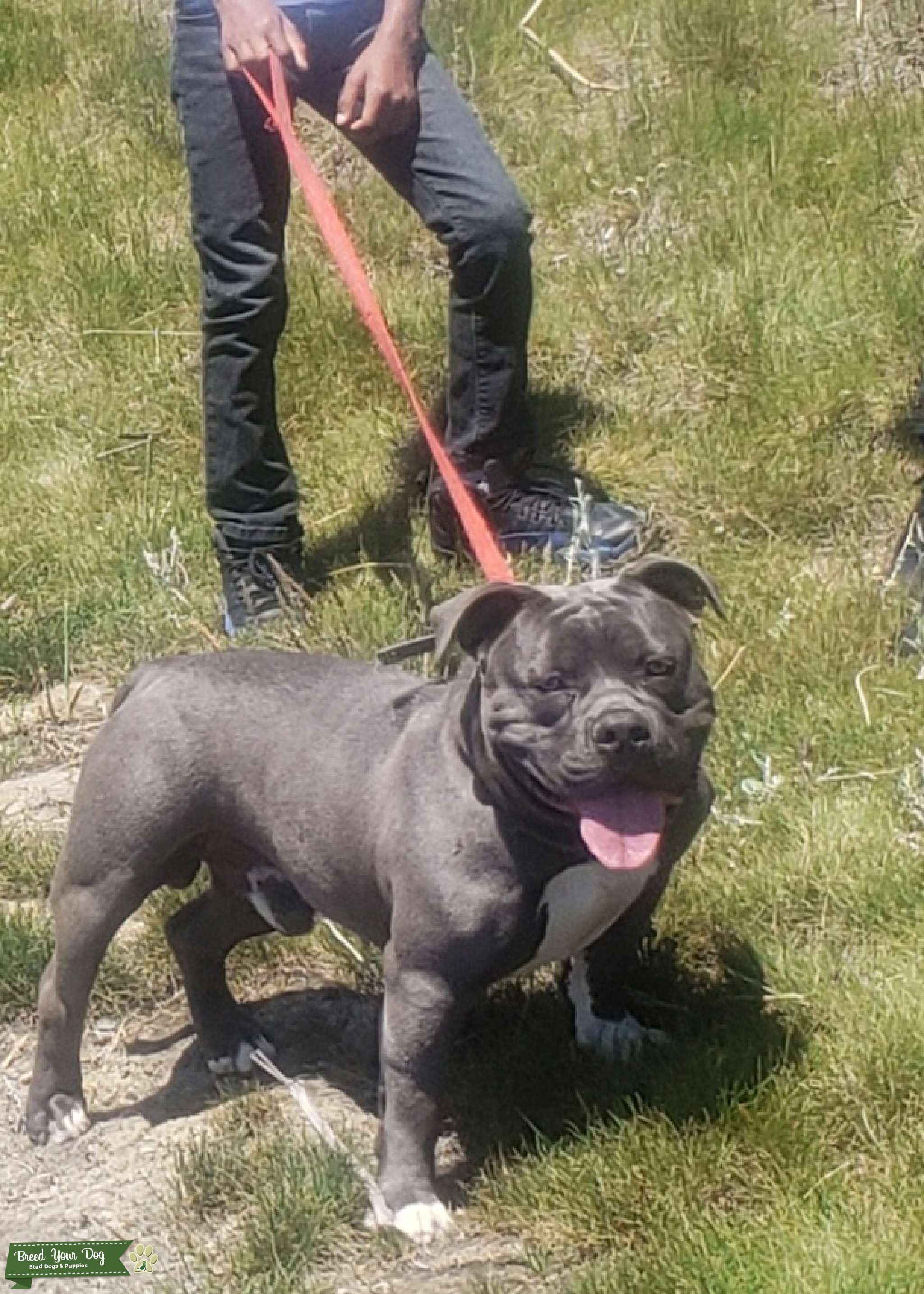 American Bully Stud for Hire!! Stud Dog in CA, the United States