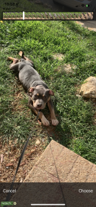 Male stud blue tri color Listing Image