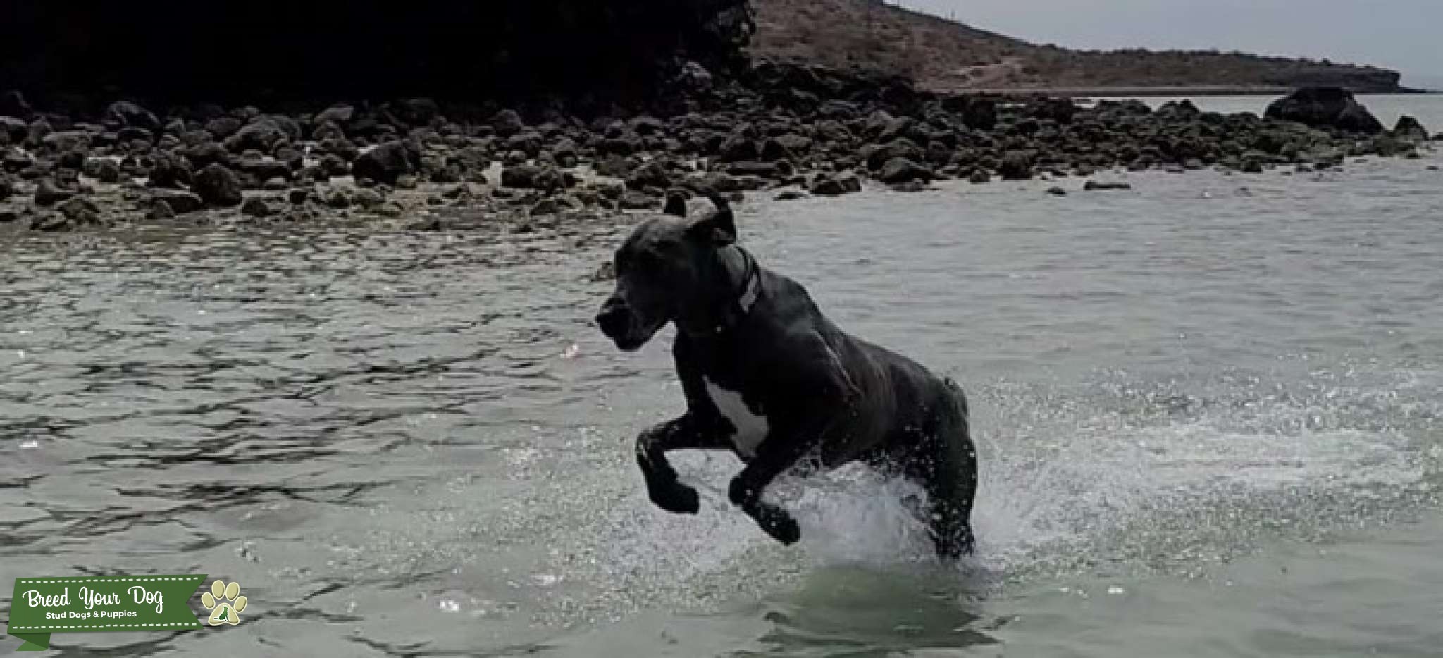 Great Dane Stud Service offered Stud Dog in Walnut Creek, the United