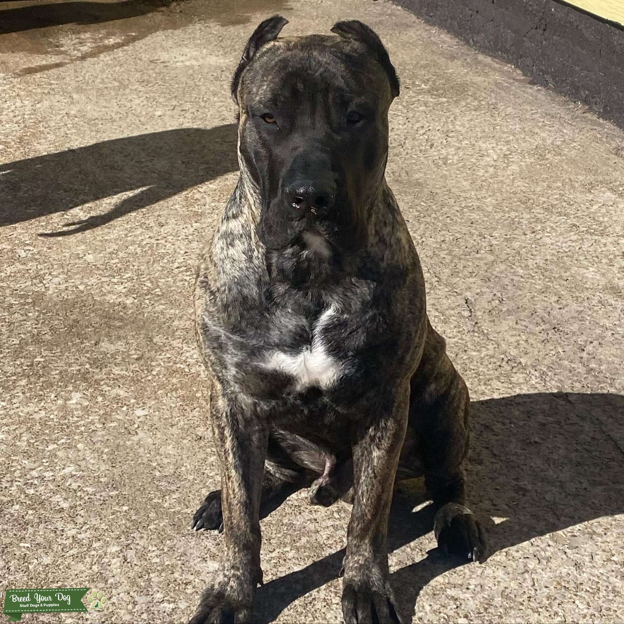 Presa canario brindle - Stud Dog in Illinois , United States | Breed