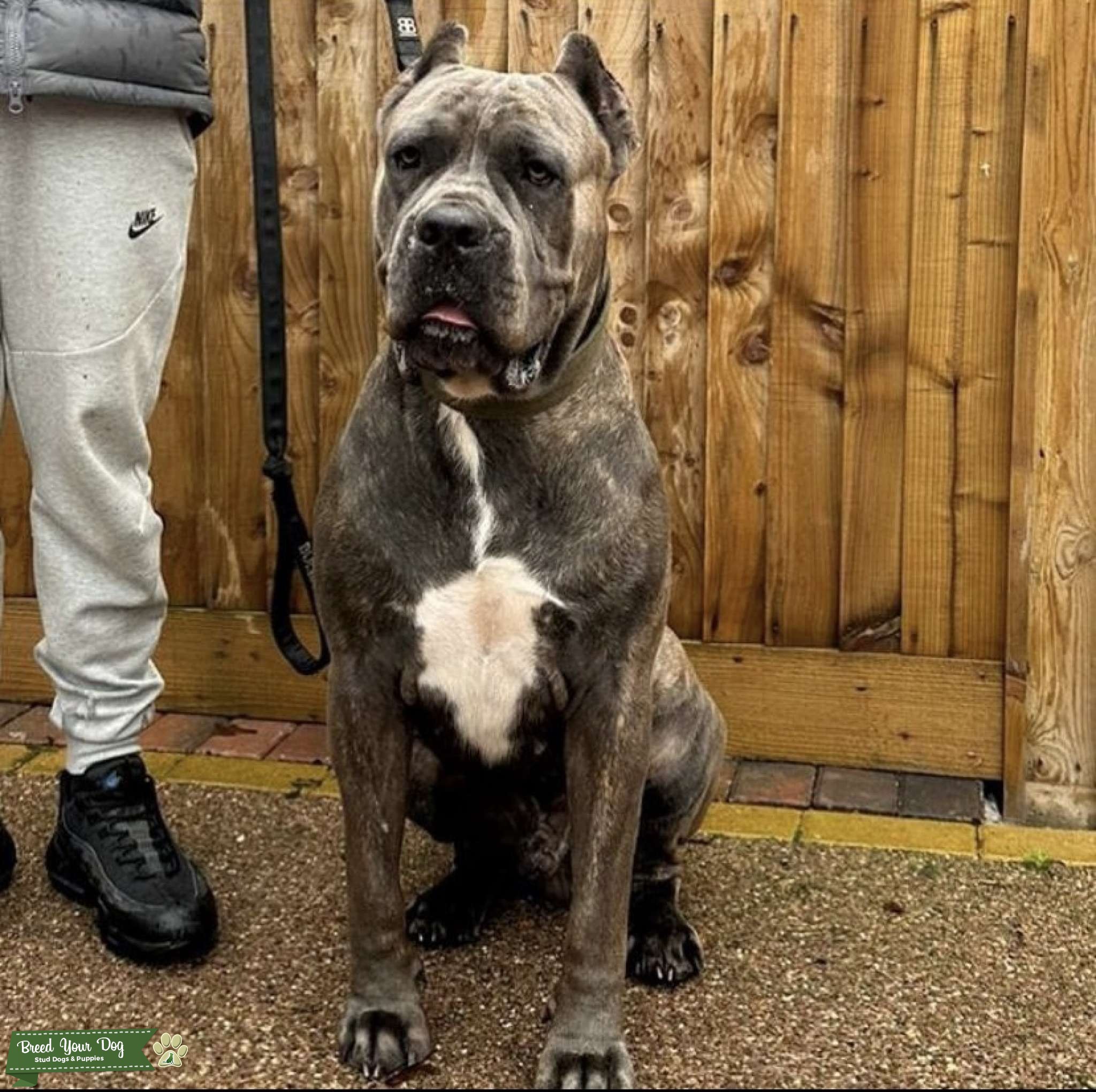 Russian import Italian bloodline cane corso Stud Dog in Liverpool