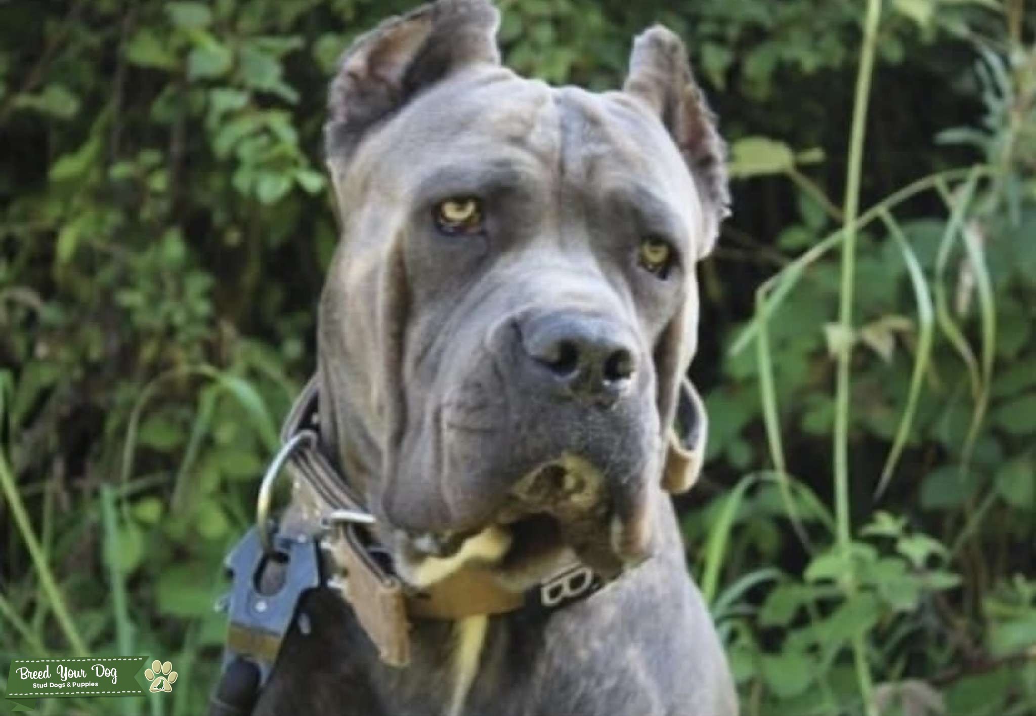 Russian import Italian bloodline cane corso Stud Dog in Liverpool