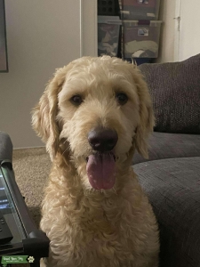 Male Goldendoodle  Listing Image