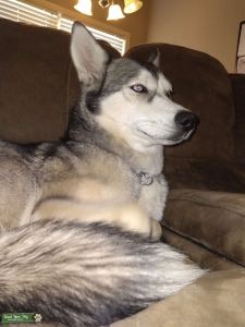 Beautiful Siberian Husky Listing Image