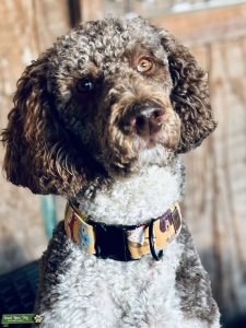 Brown Parti Standard Poodle Listing Image