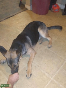 Beautiful German Sheperd Listing Image