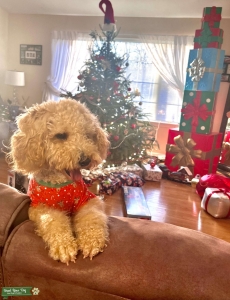 Precious mini goldendoodle - 15lbs  Listing Image