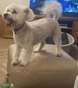 White Schnoodle (Schnauzer Poodle cross) Listing Image