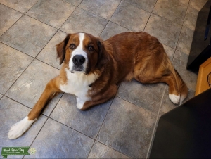 St. Bernese (St bernard and Bernese mix) Listing Image