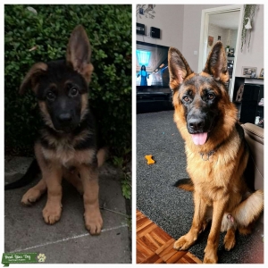 Stud  German Shepherd show line Listing Image