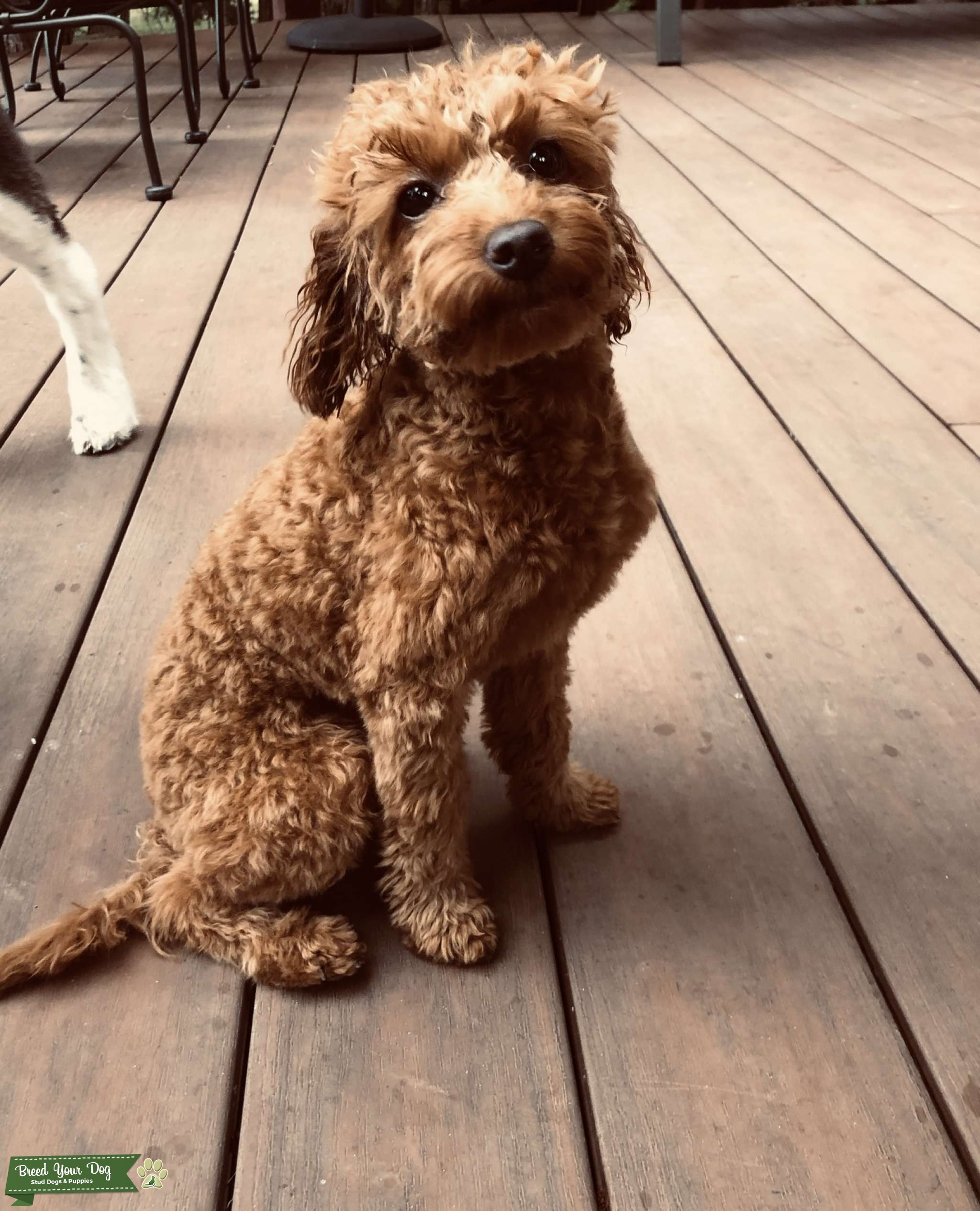 Micro Labradoodle looking to breed Stud Dog in Tucson, AZ, United