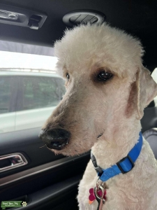 Handsome Goldendoodle Available Listing Image