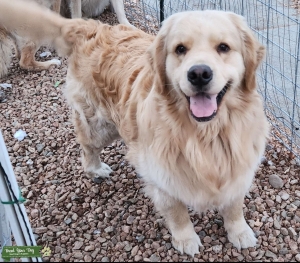 Golden Retriever stud Listing Image