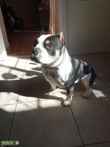 American bully  Listing Image