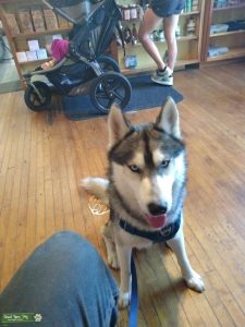 Husky stud for breeding  Listing Image