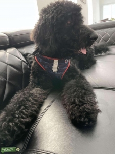 Black Standard GoldenDoodle  Listing Image