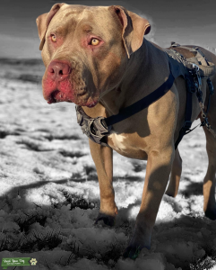 SYMBA XL BULLY ABKC REGISTERED STUD Listing Image
