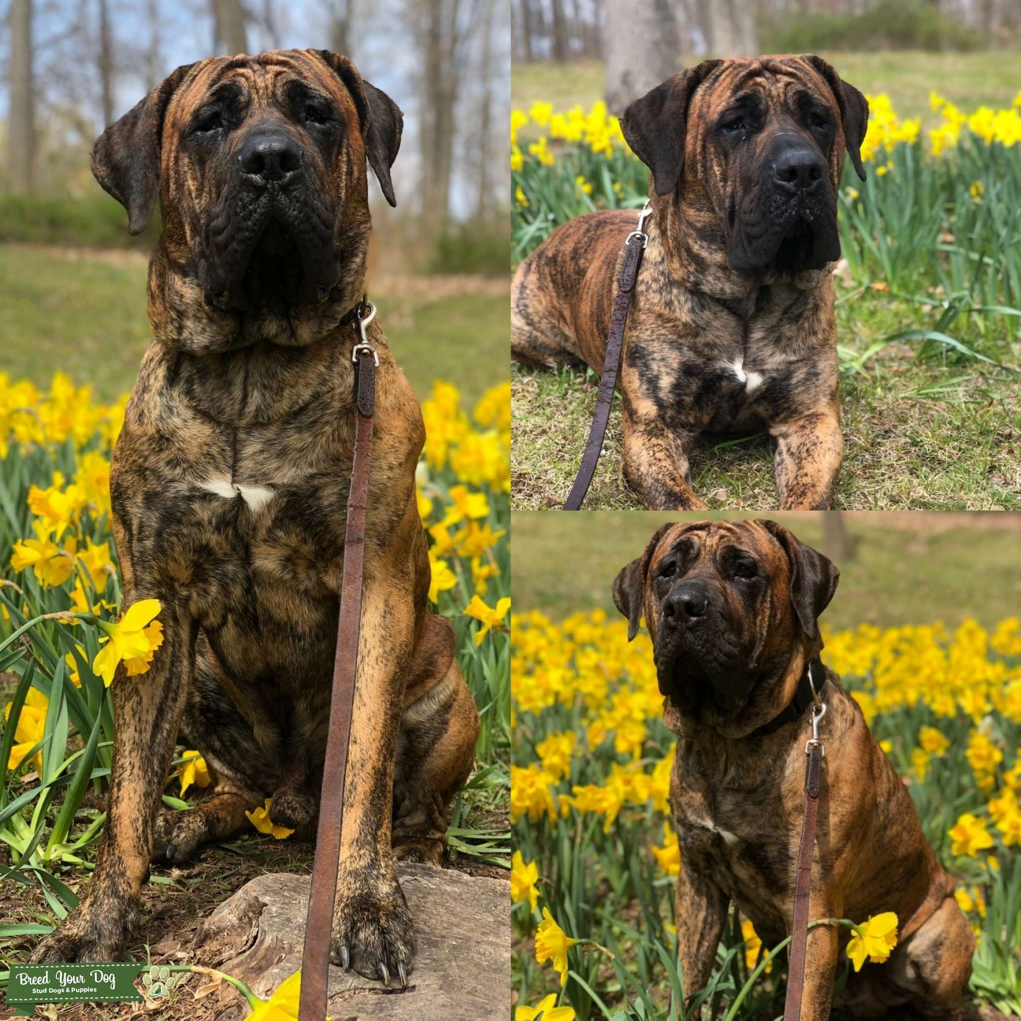 Stud available Stud Dog in New England , the United States Breed