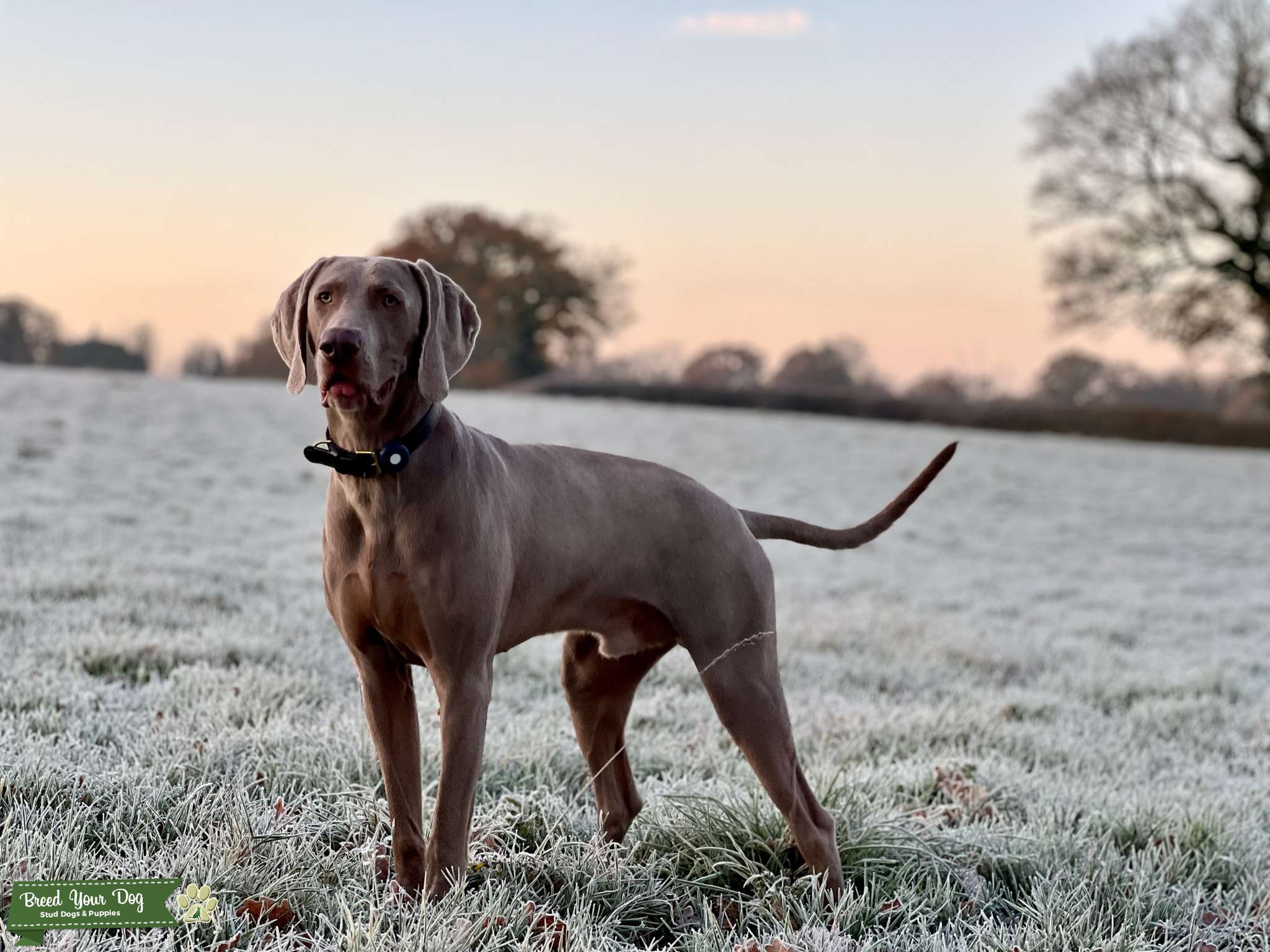 Healthy, KC registered male Weim Stud Dog in Warwickshire, Malaysia