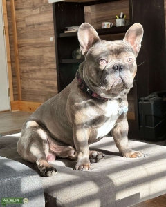 French Bulldog Stud Blue/Brindle Listing Image