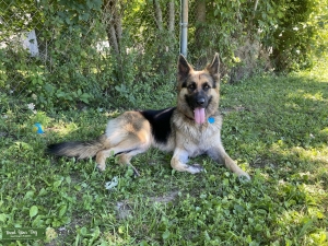Pure Breed German Shepherd  Listing Image
