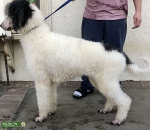 Parti poodle Listing Image