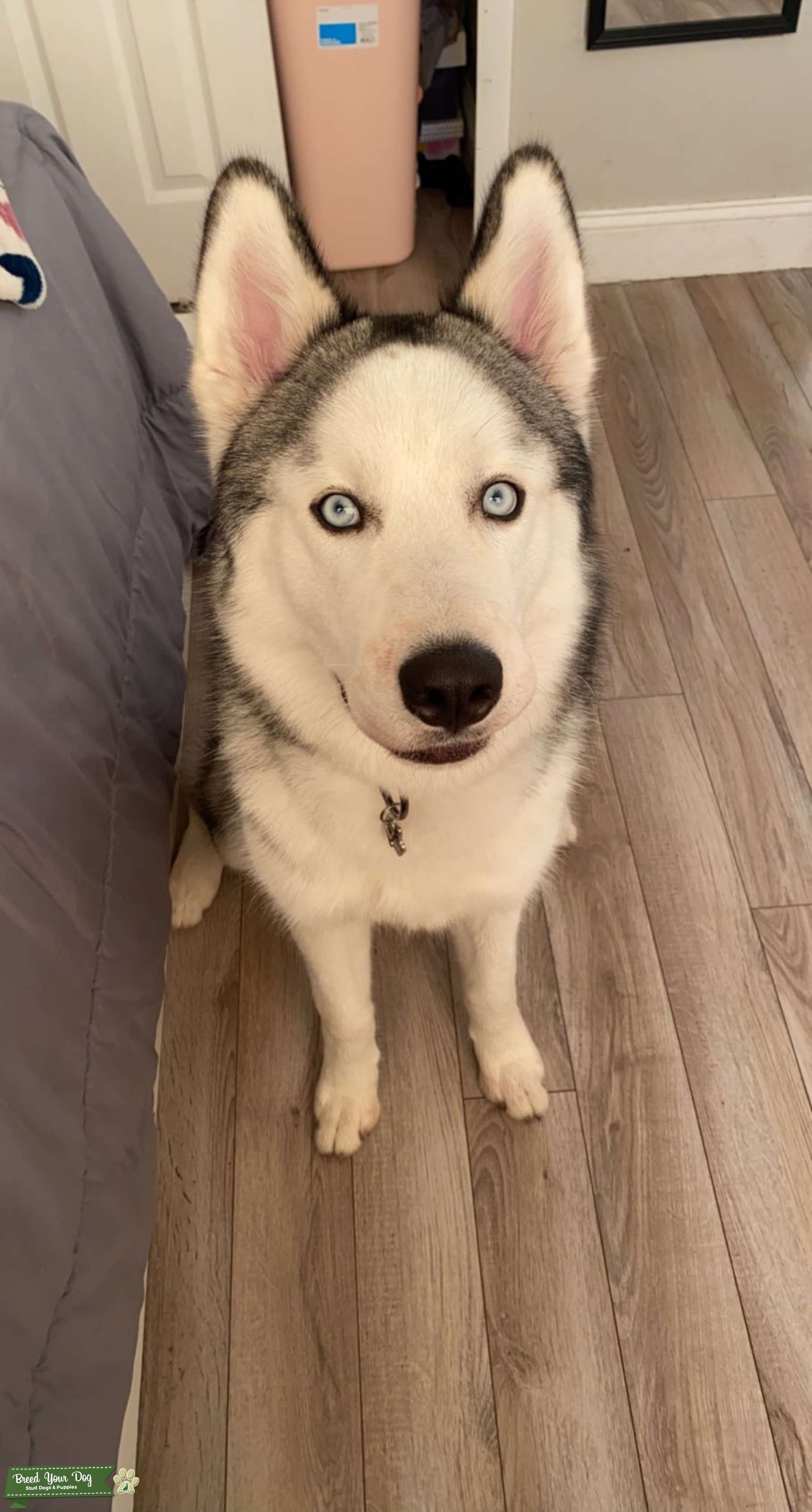 Siberian Husky Stud Dog in Florida , Thailand Breed Your Dog