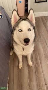 Siberian Husky Listing Image