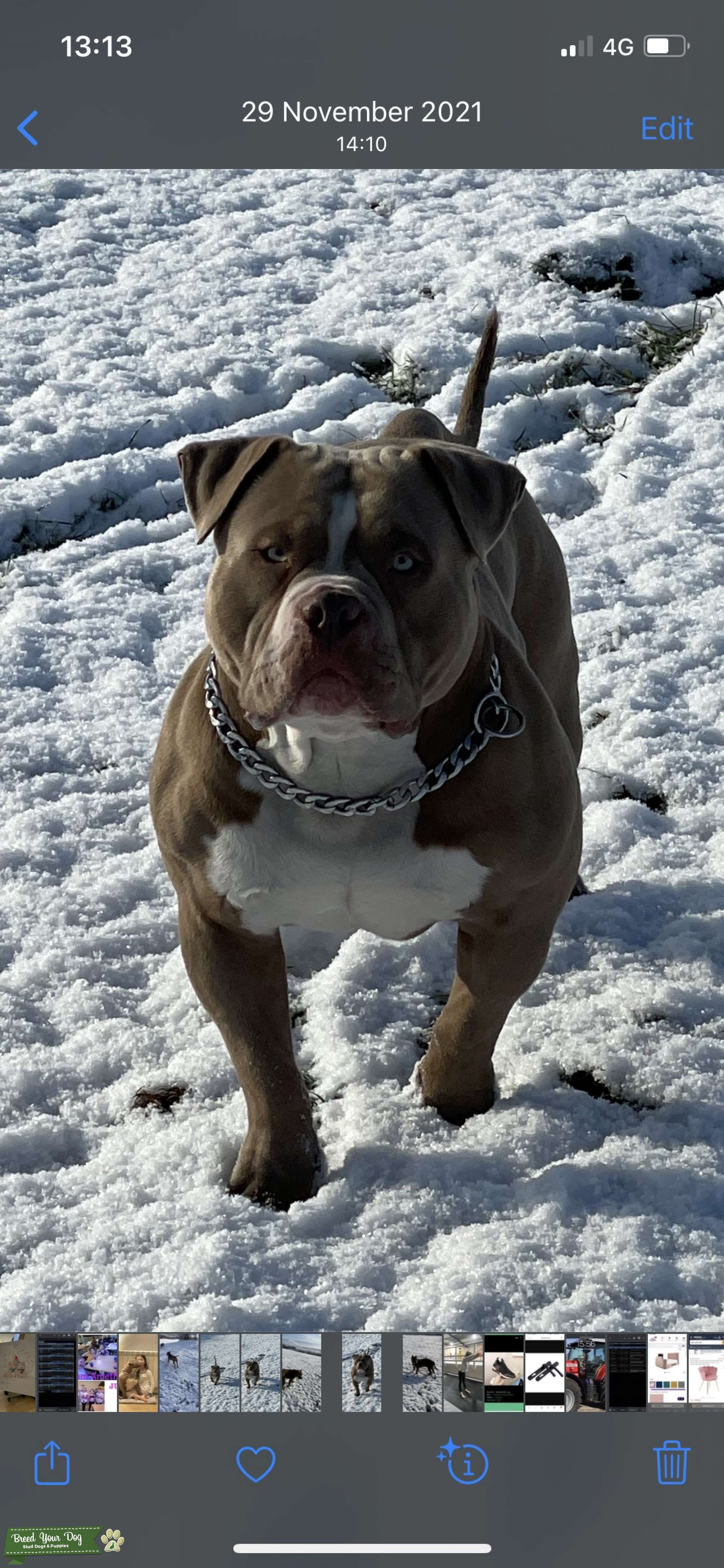 American Pocket Bully for stud Stud Dog in Derby , United States