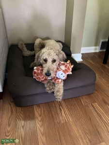 Sweet F1B Ready to Make Puppies Listing Image
