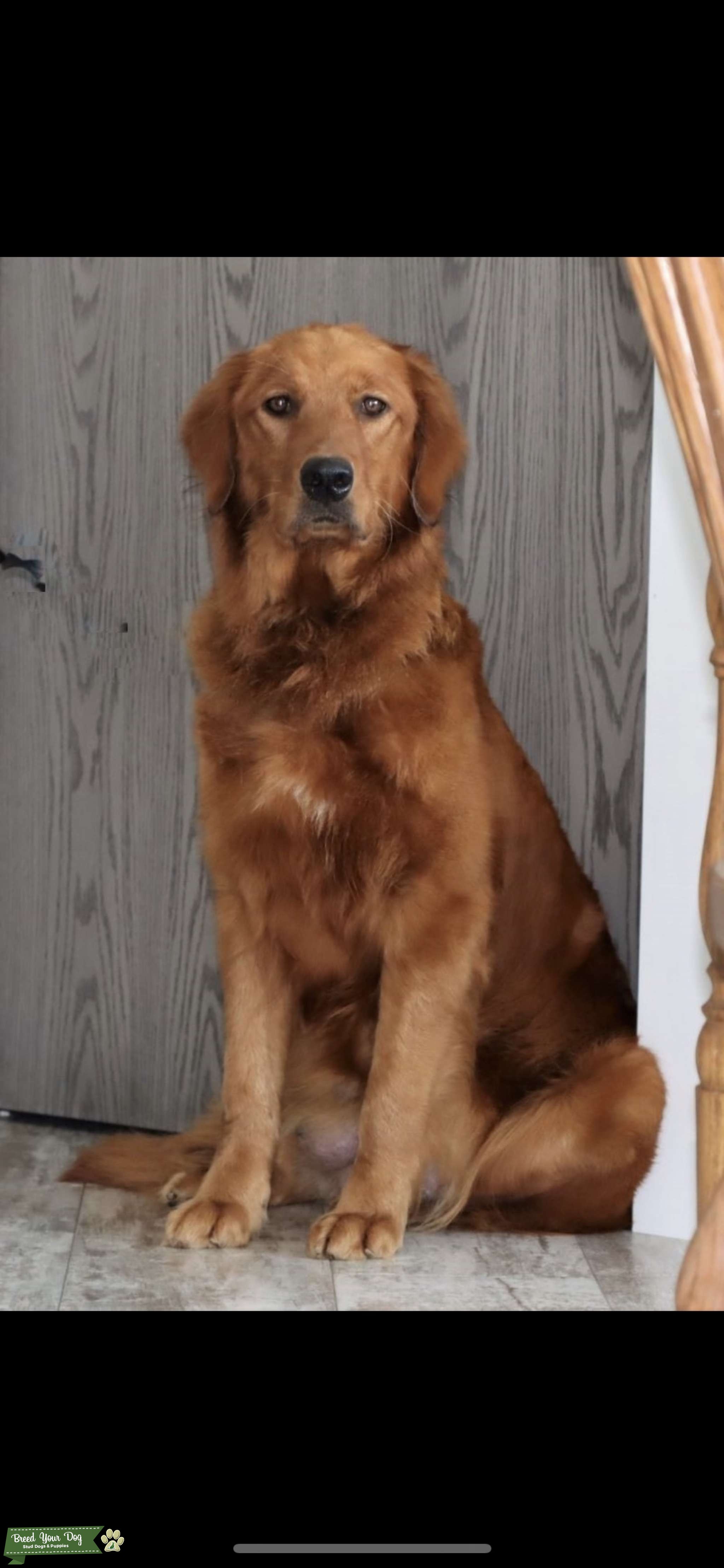 Red Golden Retriever Stud Dog in Vallejo , the United States