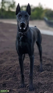 AKC Registered Melanistic Doberman  Listing Image