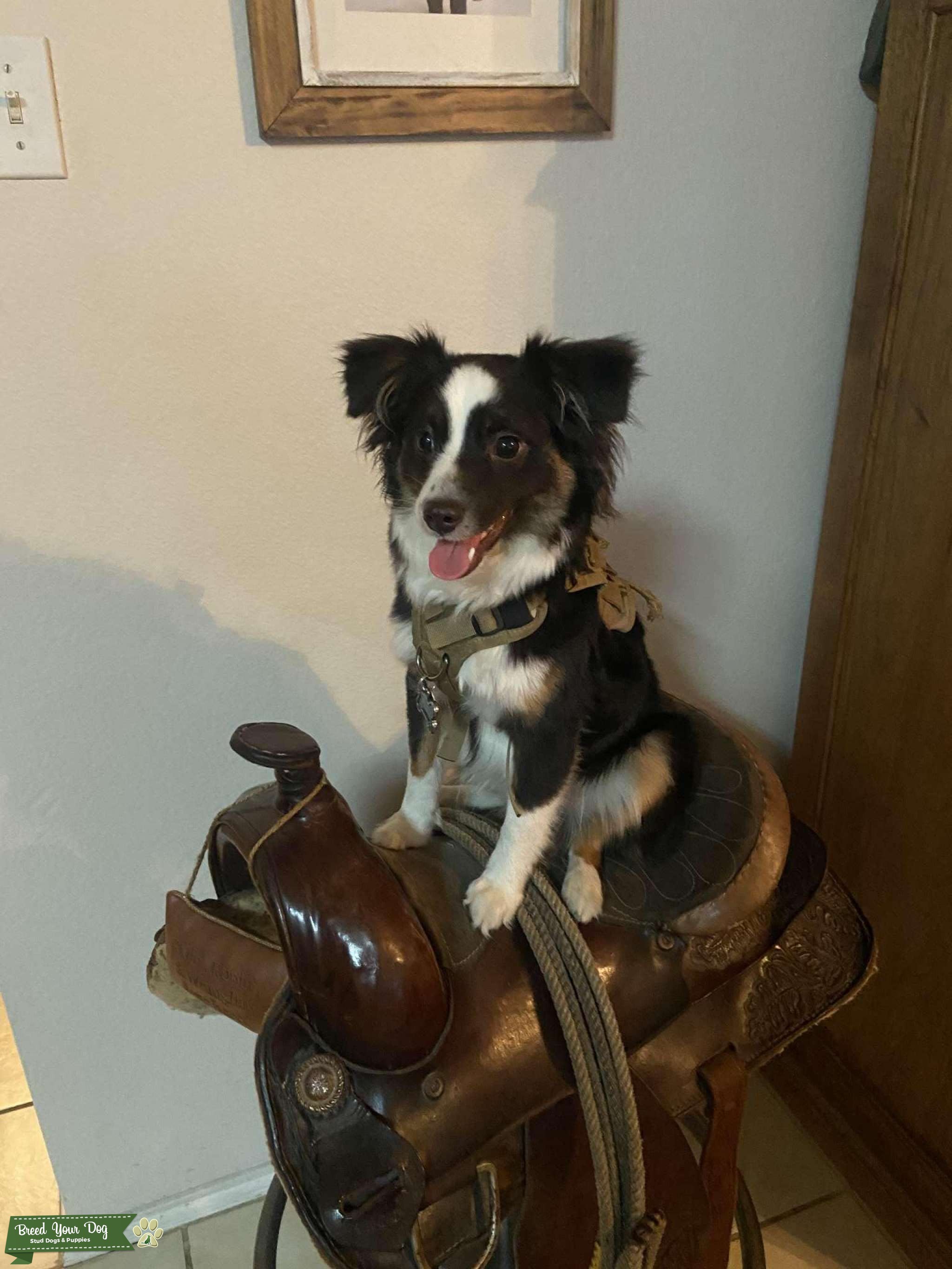 Stud Mini Australian Shepherd Stud Dog in North Richland Hills