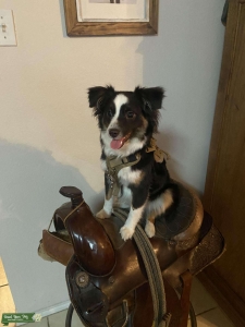 Stud Mini Australian Shepherd Listing Image