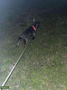 Exotic Blue French bulldog Listing Image