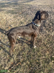 Mogi the Black Boxer  Listing Image
