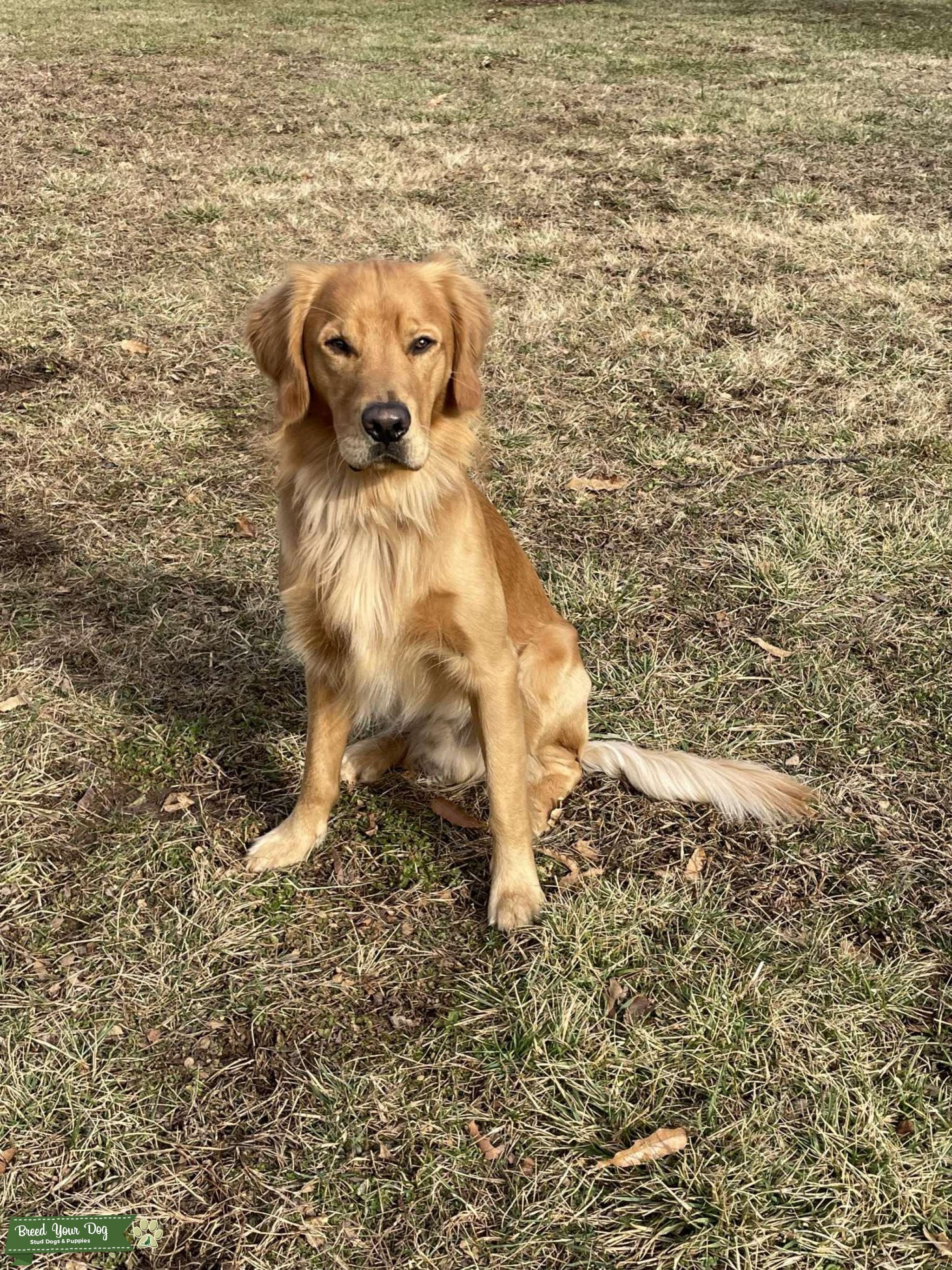 AKC Golden Retriever Stud Dog in Northern Virginia, the United States